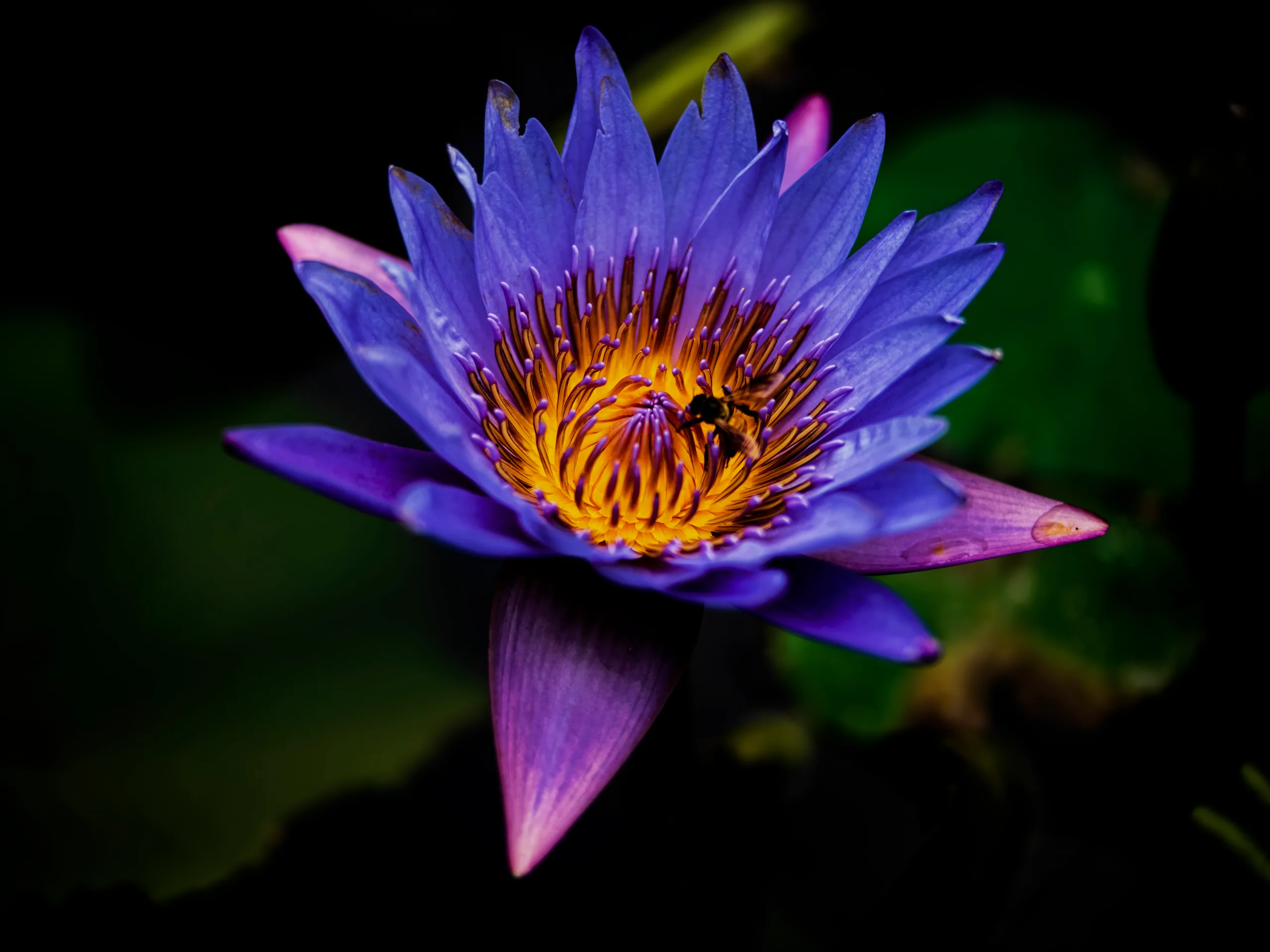 Landscapes: Water lilies