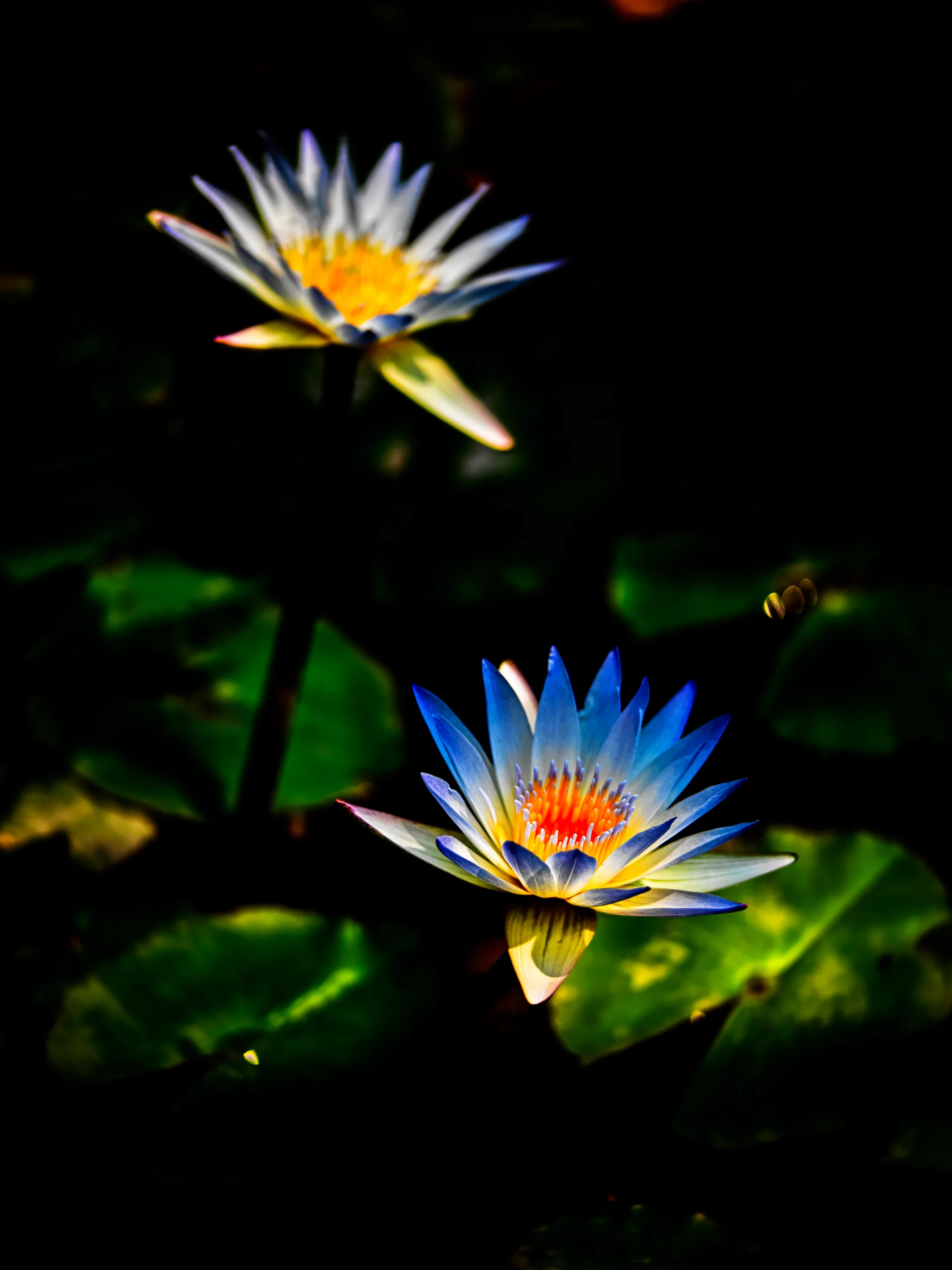 Landscapes: Water lilies