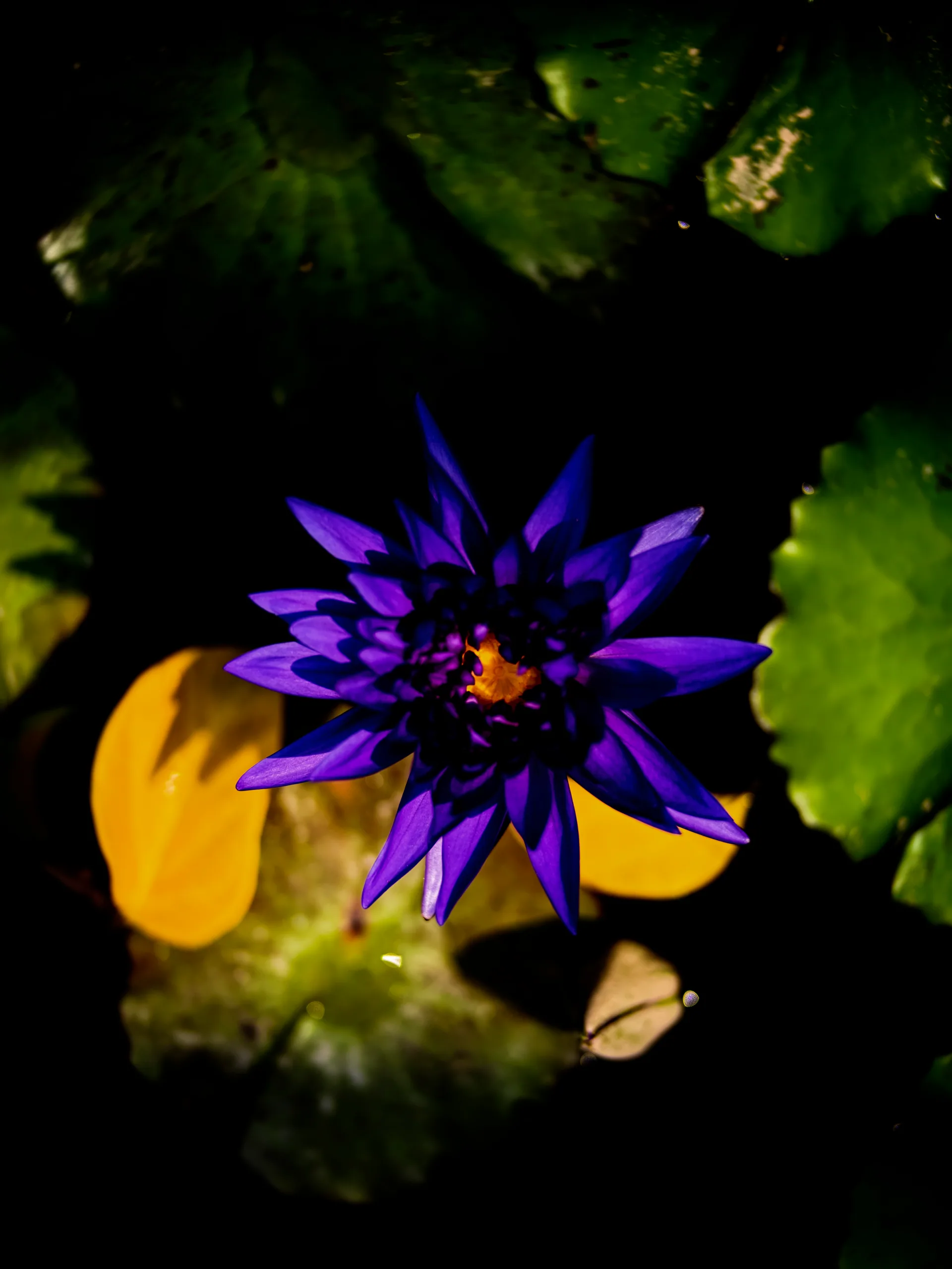 Landscapes: Water lilies